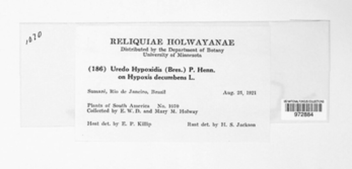 Uredo hypoxidis image